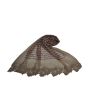 Brown (2484)