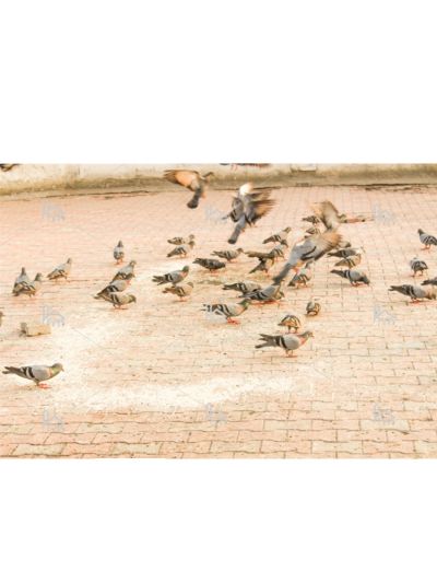 Group Of Pigeons Playing 