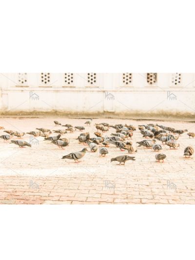 Group Of Pigeons Eating Together