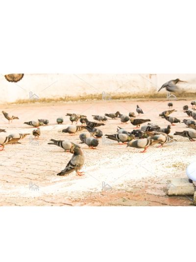 Group Of Pigeons