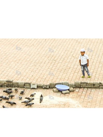 Child Watching Pigeons